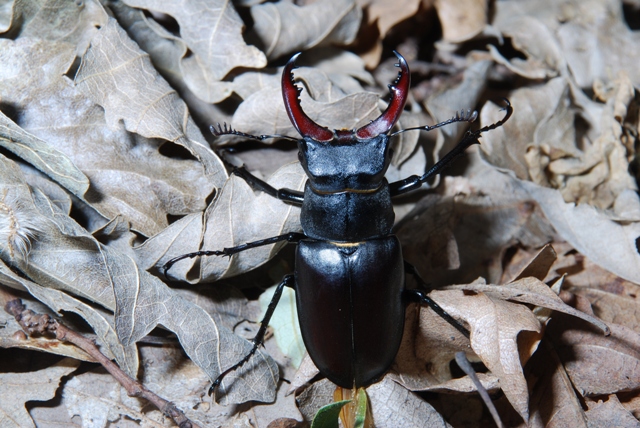 Lucanus cervus: maschio e femmina